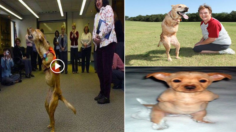 This deformed dog was abandoned by his owner because he was born with only two legs. Now he is teaching the rest of the world a lesson.